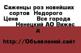 Саженцы роз новейших сортов. Недорого. › Цена ­ 350 - Все города  »    . Ненецкий АО,Вижас д.